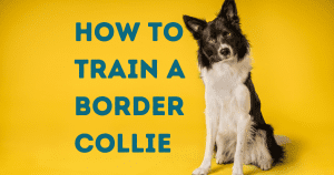 How to train a border collie