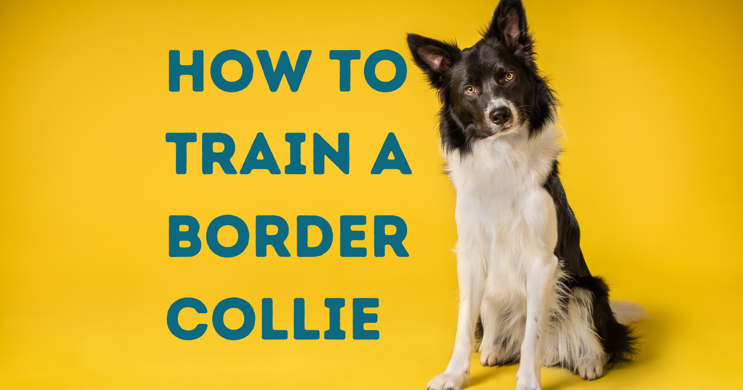 How To Train A Border Collie - Tips And Tricks For An Obedient Pup