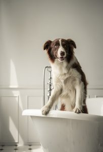 Are Border Collies Good Family Pets?