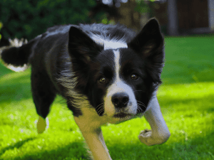 how much exercise does a border collie need