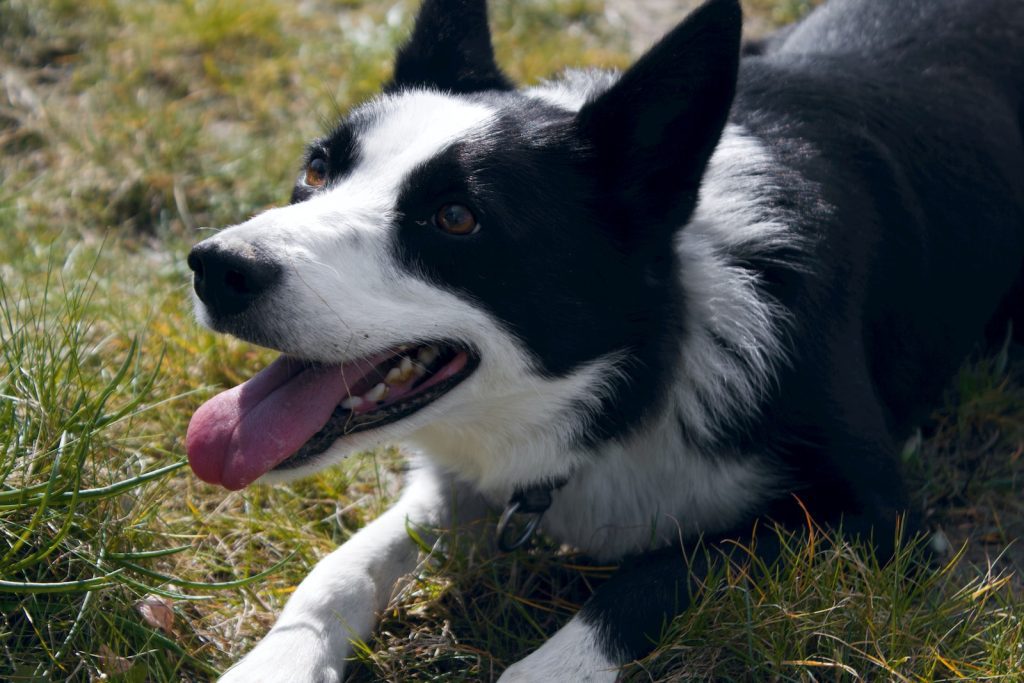 Are Border Collies smart?