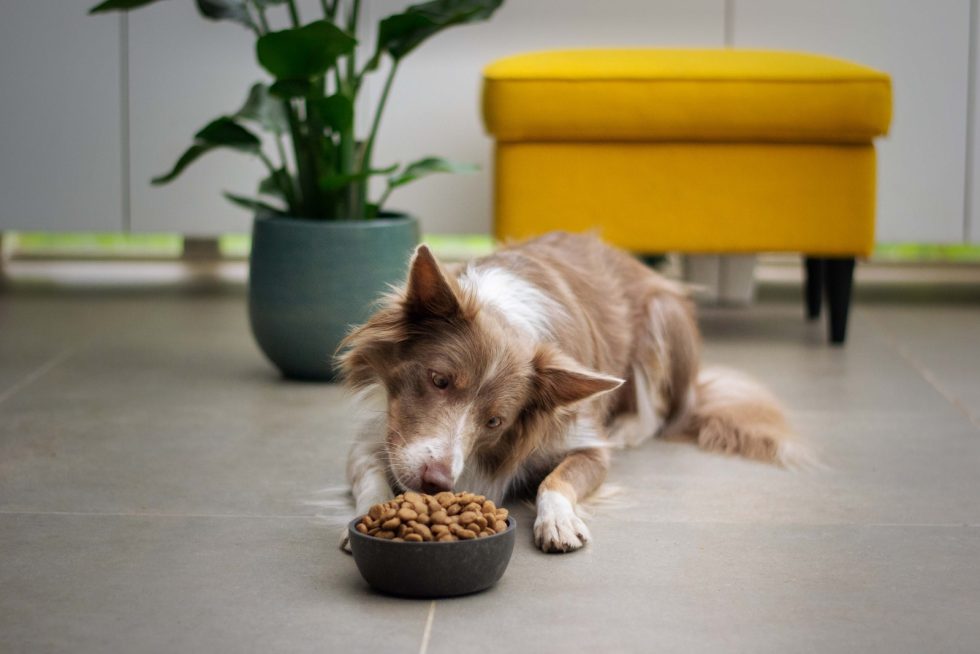 Border Collie diet and Nutrition