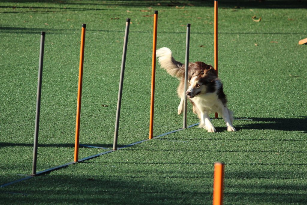 Border collie agility training