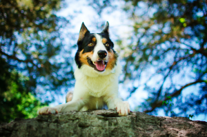 Border Collie Keeps Scratching