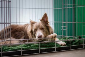 How to crate train a border collie