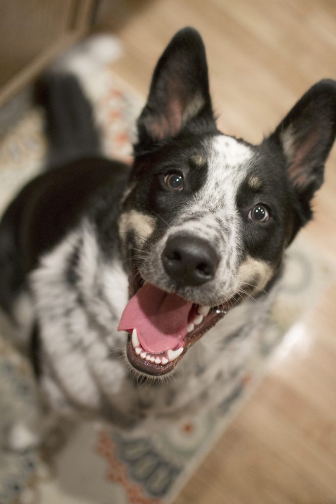 How to teach a border collie to sit and stay