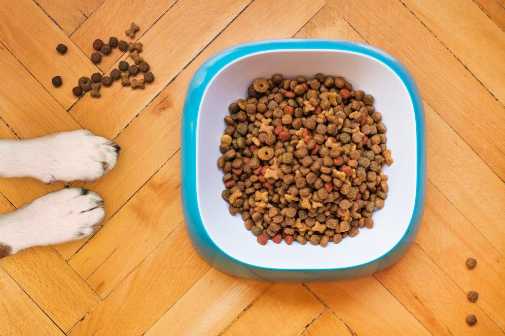 Should I Feed My Border Collie Grain-Free Food?