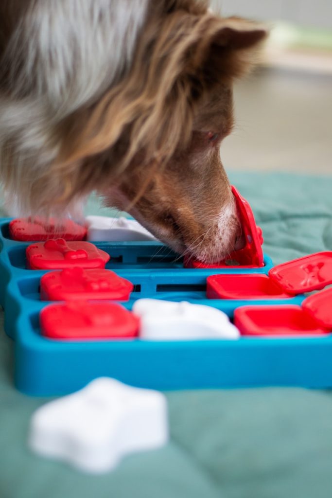 top games to play with your border collie