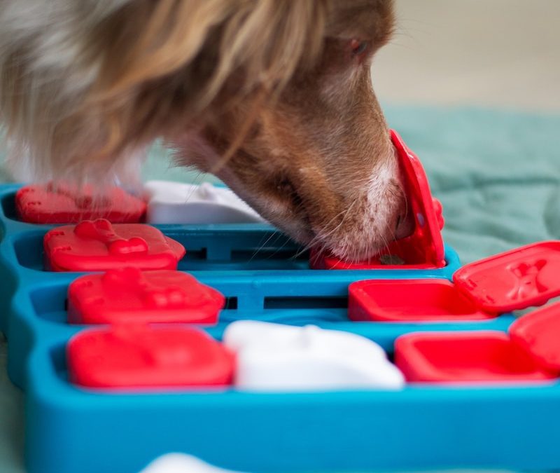 Andrew James, Author at Dog Care Informer