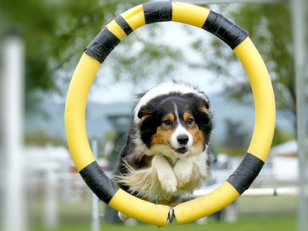 border collie exercise agility