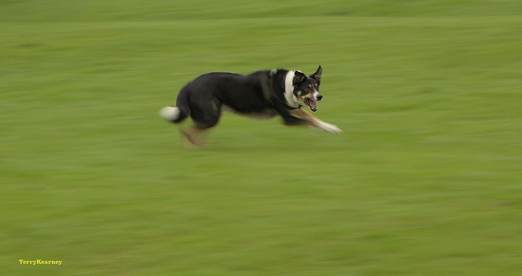 border collie exercise obedience