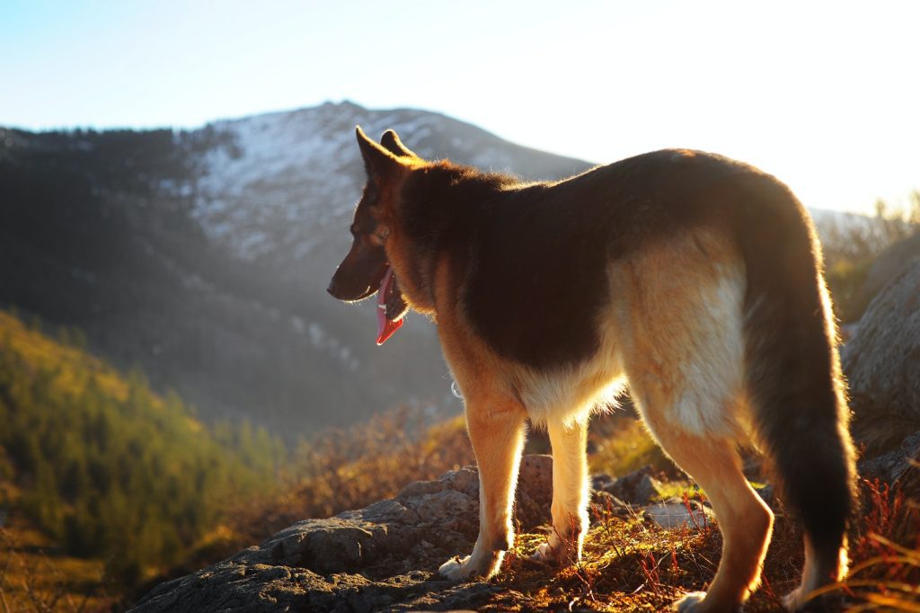 border collie exercise walking